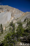 Col D’Izoard