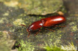 Corticeus unicolor