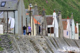 Crovie