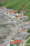 Crovie