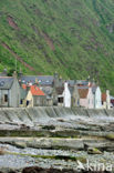 Crovie