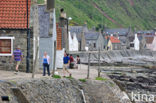 Crovie