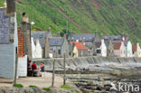 Crovie