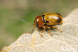 Cryptocephalus pusillus