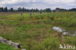 Culloden battlefield