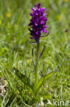 Dactylorhiza alpestris