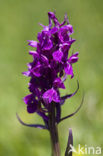 Dactylorhiza alpestris