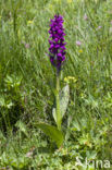 Dactylorhiza alpestris