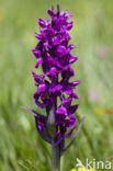 Dactylorhiza alpestris