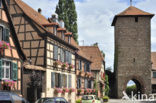 Dambach-la-Ville