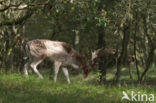 Fallow Deer (Dama dama)