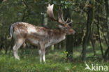 Fallow Deer (Dama dama)