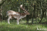 Fallow Deer (Dama dama)