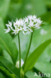 Ramsons (Allium ursinum)