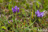 Deense hokjespeul (Astragalus danicus)