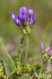 Deense hokjespeul (Astragalus danicus)