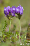 Deense hokjespeul (Astragalus danicus)