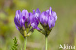 Deense hokjespeul (Astragalus danicus)