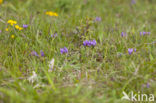 Deense hokjespeul (Astragalus danicus)