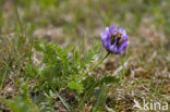 Deense hokjespeul (Astragalus danicus)