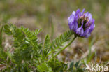 Deense hokjespeul (Astragalus danicus)