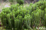 Fir Clubmoss (Huperzia selago)