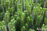 Fir Clubmoss (Huperzia selago)