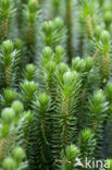 Fir Clubmoss (Huperzia selago)