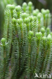 Fir Clubmoss (Huperzia selago)