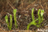 Fir Clubmoss (Huperzia selago)