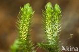 Fir Clubmoss (Huperzia selago)