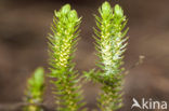 Fir Clubmoss (Huperzia selago)