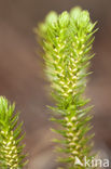 Fir Clubmoss (Huperzia selago)