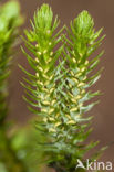 Fir Clubmoss (Huperzia selago)