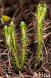 Fir Clubmoss (Huperzia selago)