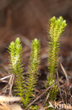 Fir Clubmoss (Huperzia selago)