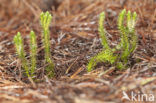Fir Clubmoss (Huperzia selago)