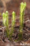 Fir Clubmoss (Huperzia selago)