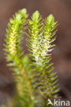 Fir Clubmoss (Huperzia selago)