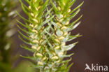 Fir Clubmoss (Huperzia selago)