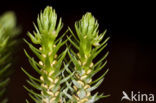Fir Clubmoss (Huperzia selago)