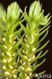 Fir Clubmoss (Huperzia selago)