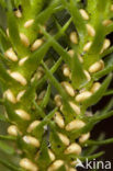 Fir Clubmoss (Huperzia selago)