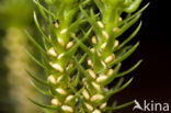 Fir Clubmoss (Huperzia selago)