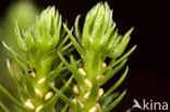 Fir Clubmoss (Huperzia selago)