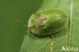 Thistle Tortoise Beetle (Cassida rubiginosa)