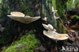 Doolhofzwam (Daedalea quercina)