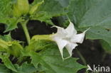 Doornappel (Datura stramonium)