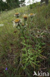 Carline Thistle (Carlina vulgaris)