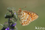 Duinparelmoervlinder (Argynnis niobe) 